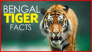 BENGAL TIGER FACTS | BIG CATS | THE TIGER PRIDE | FACTS ABOUT TIGERS