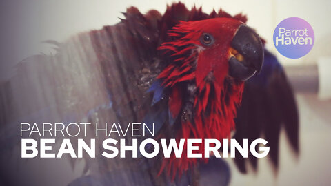 Eclectus Parrot "Bean" Showering
