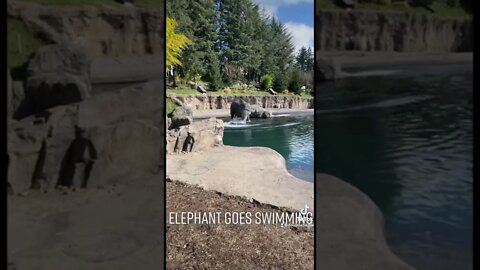 Elephant goes for a swim #zoo #shorts