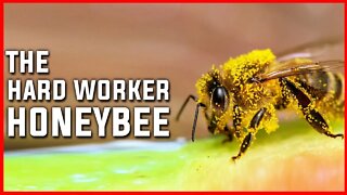 THE HARD WORKERS | THE SECRET LIFE OF HONEYBEES | HONEY BEE | HONEY | NATURE