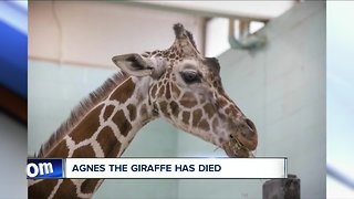 Agnes the giraffe dies at the Buffalo Zoo