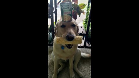Corn Dog Loves Her Corn