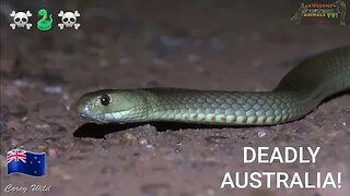Australia's most dangerous SNAKE SPECIES! #venomous #snake #wildlife #reptiles #snakebite #herping