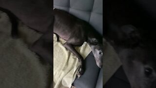 Keeping Disabled Greyhound cool in the summer