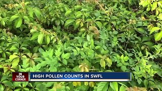 High pollen counts in Southwest Florida
