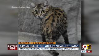 World's deadliest cat is tiny, adorable and endangered