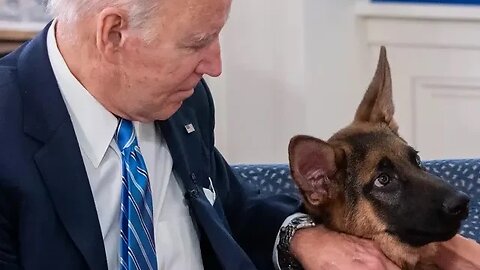 Biden's Dog Controversy: Transparency & Safety Concerns