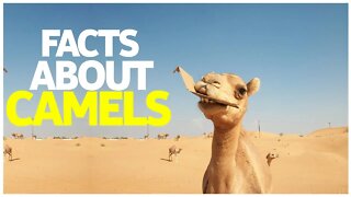 FACTS ABOUT CAMELS | DESERT ANIMALS | STRANGE FACT ABOUT CAMELS