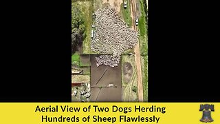 Aerial View of Two Dogs Herding Hundreds of Sheep Flawlessly