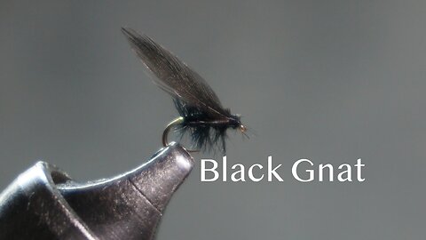 Black Gnat (from Favorite Flies and Their Histories -1892 - by Mary Orvis Marbury)