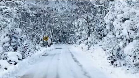 Driving through a snowy mountain in Tasmania
