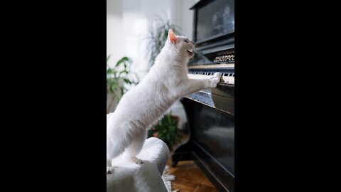 Amusing Cat Playing The Piano And Amusing Pets Videos