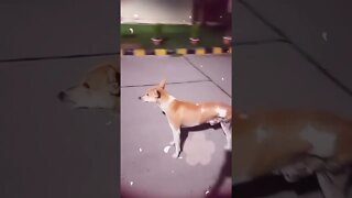 इसके सिर्फ ३ पैर है | 😞 🐕 #shorts