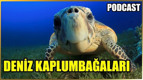 Caretta Caretta Tehlikeli Mi? Saldırır Mı? | Deniz Kaplumbağalarının Neden Nesli Tükeniyor | PODCAST