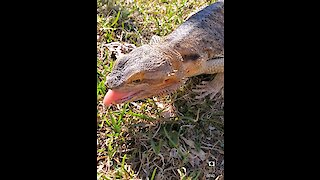 Bearded dragon exploring outside