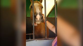 Horse Loves A Good Scratch