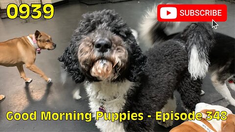 [0939] GOOD MORNING PUPPIES - EPISODE 348 [#dogs #doggos #doggos #puppies #dogdaycare]