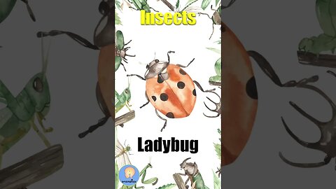 Insects talking flashcards | Bugs for kids