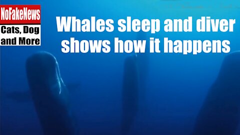 Whales sleep and diver shows how it happens. All in this video.🐳