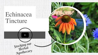 Echinacea Tincture | Stocking our Herbal Apothecary