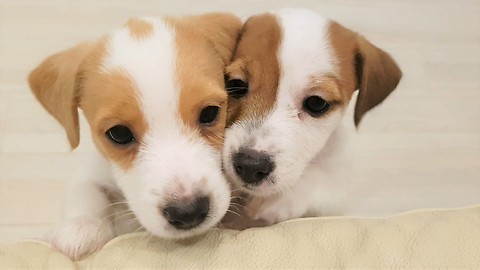 Sad puppies desperate to jump up on couch