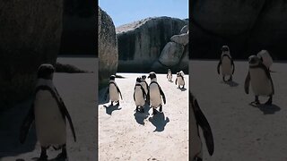 The wandering penguins #shorts #nature #penguin