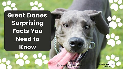 Great Dane tips #pets_birds