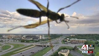 Big bug drops in on weather