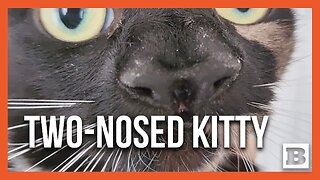 Nanny McPhee of the Feline World: Meet the Two-Nosed Wonder Cat!