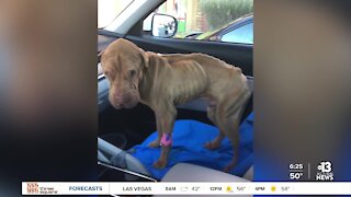 Pet of the week: abused Shar Pei fighting for second chance