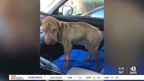 Pet of the week: abused Shar Pei fighting for second chance