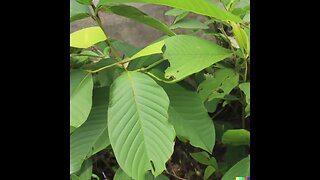 S7 E4 - Some Discoveries from New Kratom Research Presentation