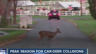 Peak season for car and deer collisions