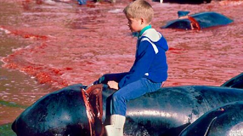 Hundreds Of Whales Die Every Year In Senseless Hunting Tradition - The Grindadráp