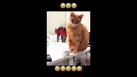 --Intelligent Cat-- Funny video -- _funy