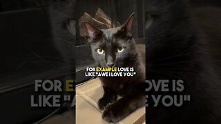 Send to someone you Loff❤️ #cat #blackcat #leonthecatdad #relationship