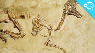 BrainStuff: Why Don't All Skeletons Become Fossils?
