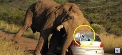 Elephant chase vehicle viral video