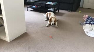 Cadela brincalhona entusiasma-se com uma cenoura