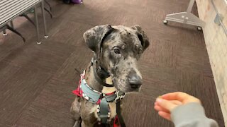 Enthusiastic service dog loves to practice following commands