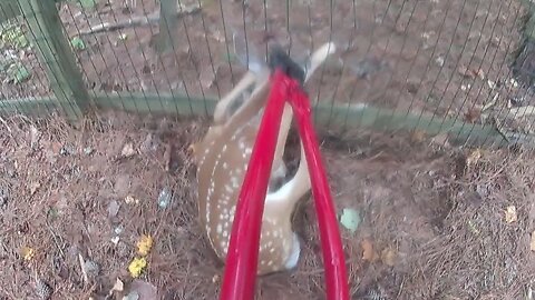 Deer with head stuck in fence freed by police officer