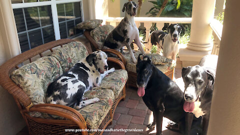 How to get 5 Great Danes to pose for a photo