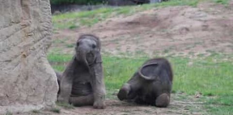 Elefantes bebé brincam e divertem-se juntos em jardim zoológico