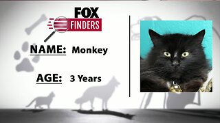 FOX Finders Pet Finder - Monkey