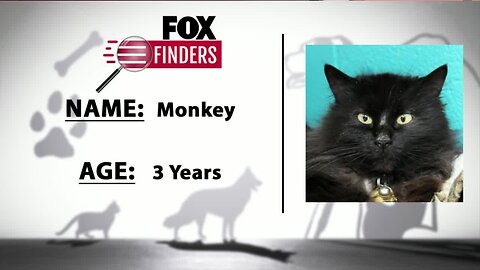 FOX Finders Pet Finder - Monkey