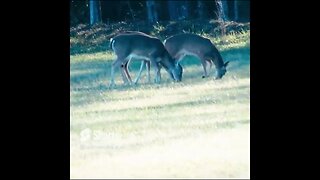Deer browsing on Chickamauga Battlefield