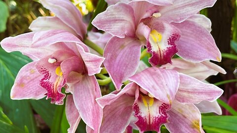 Beautiful Orchid Photos