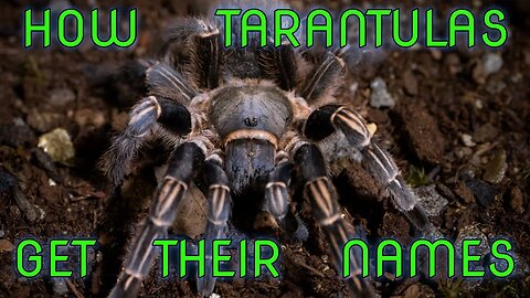 EXPLAINED: Tarantula Scientific Names - Binomial Nomenclature