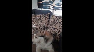 husky singing