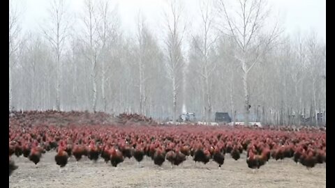 Chinese farmer and his 70.000 chicken's become online celebrities